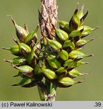 Carex hostiana (turzyca Hosta)