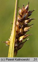 Carex hostiana (turzyca Hosta)