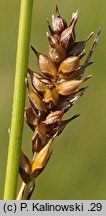 Carex hostiana (turzyca Hosta)