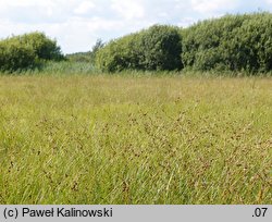 Carex hostiana (turzyca Hosta)