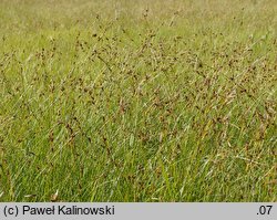 Carex hostiana (turzyca Hosta)