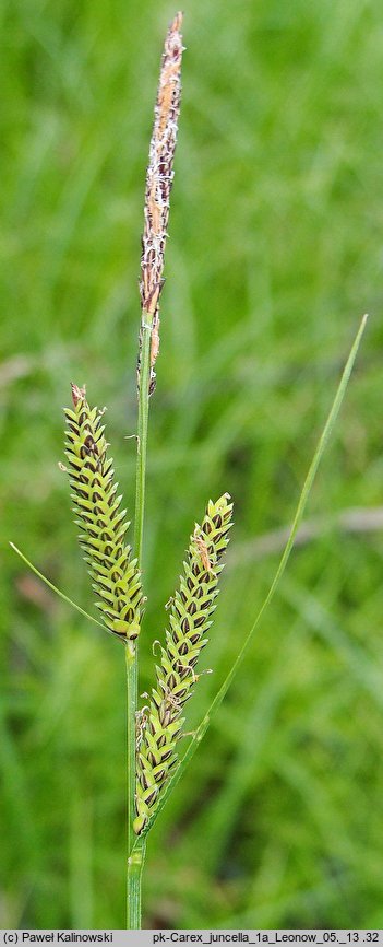 Carex juncella (turzyca sitowata)