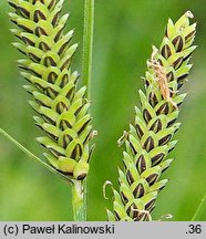 Carex nigra ssp. juncea (turzyca sitowata)