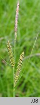 Carex nigra ssp. juncea (turzyca sitowata)