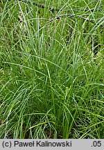 Carex nigra ssp. juncea (turzyca sitowata)