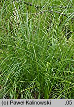 Carex juncella (turzyca sitowata)