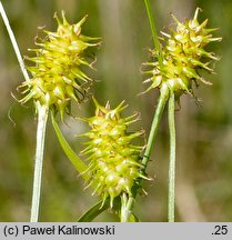 Carex lepidocarpa (turzyca łuszczkowata)