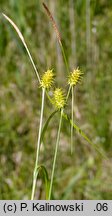 Carex lepidocarpa (turzyca łuszczkowata)