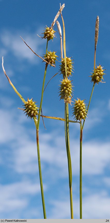 Carex lepidocarpa (turzyca łuszczkowata)