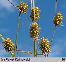 Carex lepidocarpa (turzyca łuszczkowata)
