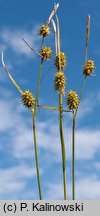 Carex lepidocarpa (turzyca łuszczkowata)