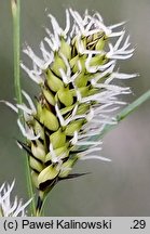 Carex melanostachya (turzyca ciemnokłosa (zwisła))