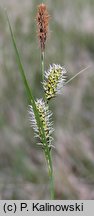 Carex melanostachya (turzyca ciemnokłosa (zwisła))