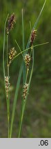 Carex melanostachya (turzyca ciemnokłosa (zwisła))