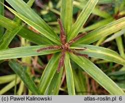 Carex phyllocephala