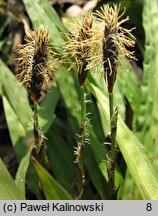 Carex plantaginea (turzyca babkowata)