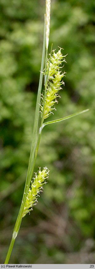 Carex punctata (turzyca punktowana)