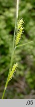 Carex punctata (turzyca punktowana)