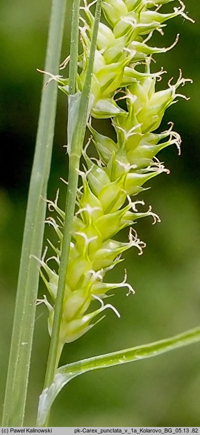 Carex punctata (turzyca punktowana)