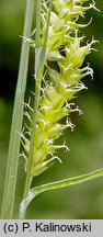 Carex punctata (turzyca punktowana)