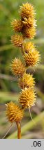 Carex tribuloides