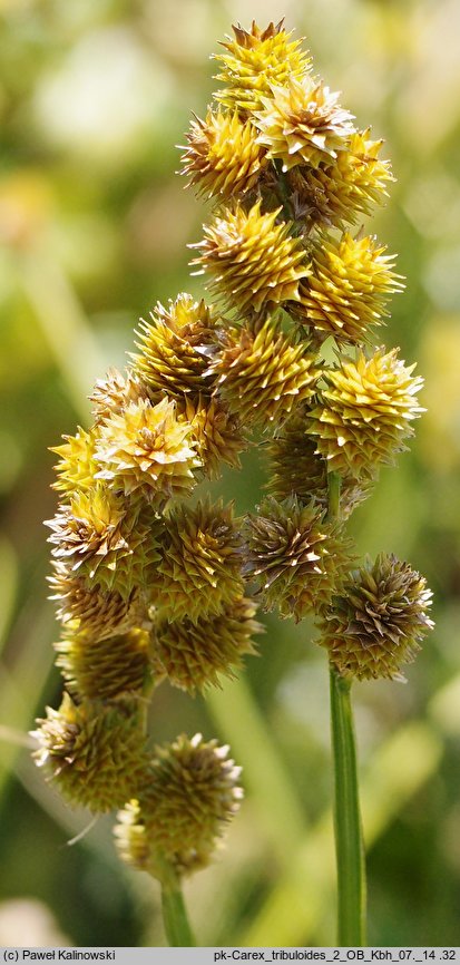 Carex tribuloides