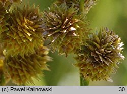 Carex tribuloides