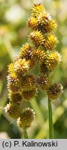 Carex tribuloides