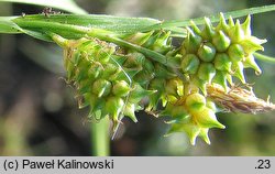 Carex viridula (turzyca Oedera)