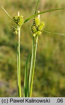 Carex viridula (turzyca Oedera)