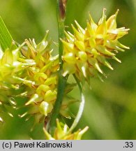 Carex viridula (turzyca Oedera)