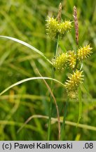 Carex viridula (turzyca Oedera)