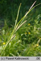 Carex ×elytroides