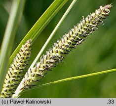 Carex ×elytroides