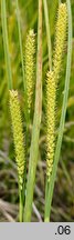 Carex ×kneuckeri