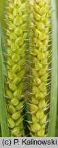 Carex ×kneuckeri
