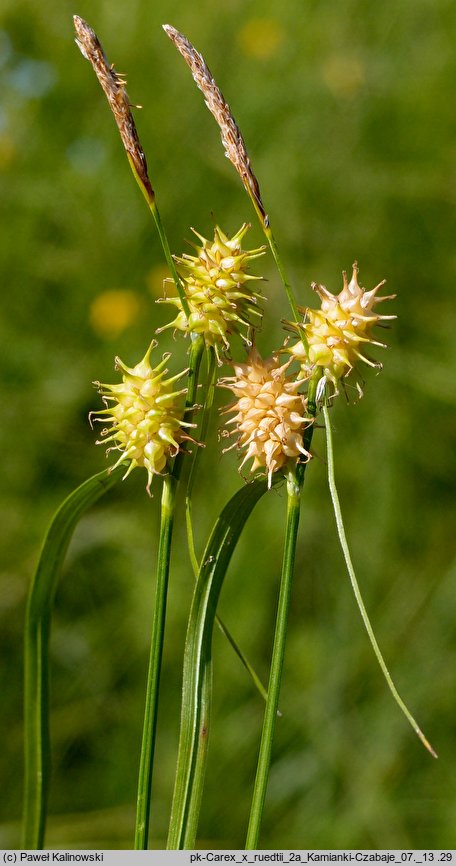 Carex ×ruedtii