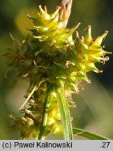 Carex ×subviridula