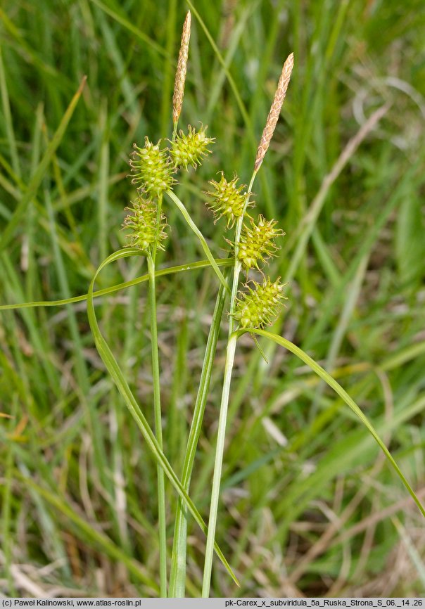 Carex ×subviridula