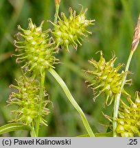 Carex ×subviridula