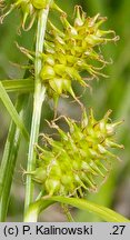 Carex ×subviridula