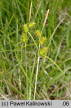 Carex ×subviridula