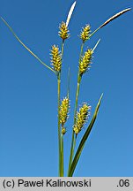 Carex ×xanthocarpa