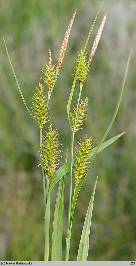 Carex ×xanthocarpa