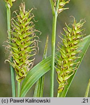 Carex ×xanthocarpa