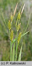 Carex ×xanthocarpa