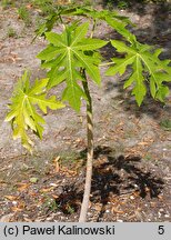 Carica papaya (melonowiec właściwy)