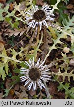 Carlina acaulis ssp. caulescens (dziewięćsił bezłodygowy wyniesiony)