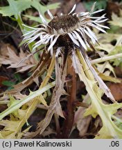 Carlina acaulis ssp. caulescens (dziewięćsił bezłodygowy wyniesiony)