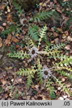 Carlina acaulis ssp. caulescens (dziewięćsił bezłodygowy wyniesiony)